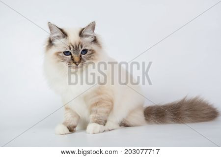 Sacred Birman Cat, Birma Isolated On A White Background, Studio Photo