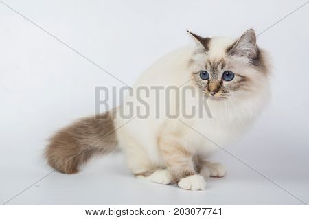 Sacred Birman Cat, Birma Isolated On A White Background, Studio Photo