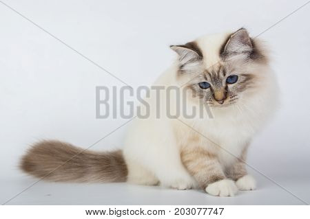 Sacred Birman Cat, Birma Isolated On A White Background, Studio Photo