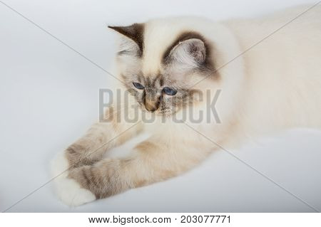 Sacred Birman Cat, Birma Isolated On A White Background, Studio Photo