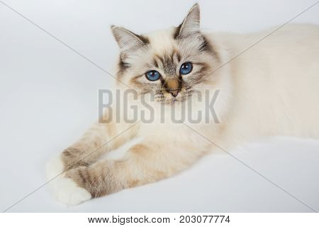 Sacred Birman Cat, Birma Isolated On A White Background, Studio Photo