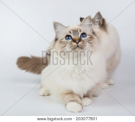Two Sacred Birman Cats , Birma Isolated On A White Background, Studio Photo