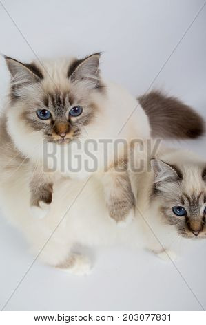 Two Sacred Birman Cats , Birma Isolated On A White Background, Studio Photo