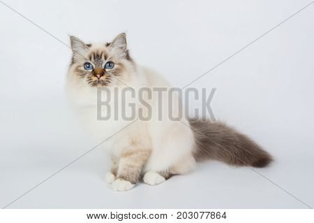 Sacred Birman Cat, Birma Isolated On A White Background, Studio Photo