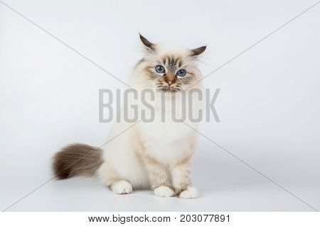 Sacred Birman Cat, Birma Isolated On A White Background, Studio Photo