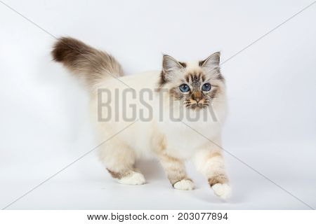 Sacred Birman Cat, Birma Isolated On A White Background, Studio Photo