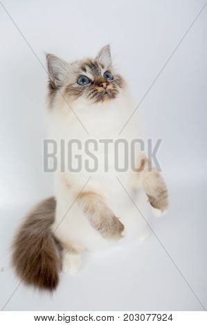 Sacred Birman Cat, Birma Isolated On A White Background, Studio Photo
