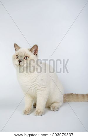 British Beige, Lilac, White,color Point, Cat Isolated On A White Background, Studio Photo