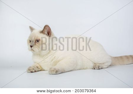 British Beige, Lilac, White,color Point, Cat Isolated On A White Background, Studio Photo