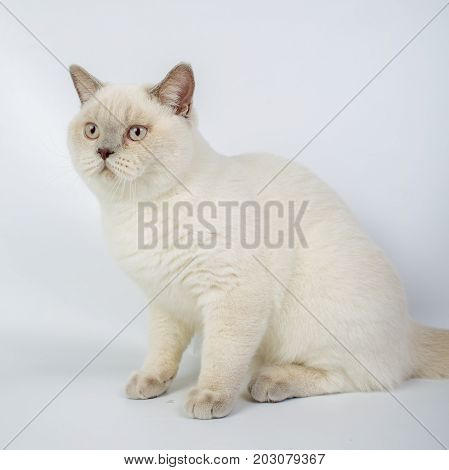 British Beige, Lilac, White,color Point, Cat Isolated On A White Background, Studio Photo