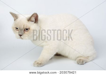 British Beige, Lilac, White,color Point, Cat Isolated On A White Background, Studio Photo