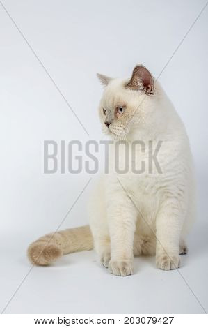 British Beige, Lilac, White,color Point, Cat Isolated On A White Background, Studio Photo