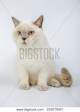 British Beige, Lilac, White,color Point, Cat Isolated On A White Background, Studio Photo