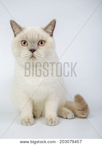 British Beige, Lilac, White,color Point, Cat Isolated On A White Background, Studio Photo