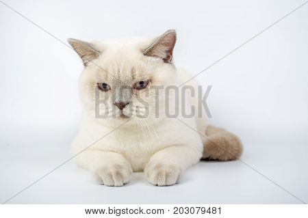 British Beige, Lilac, White,color Point, Cat Isolated On A White Background, Studio Photo