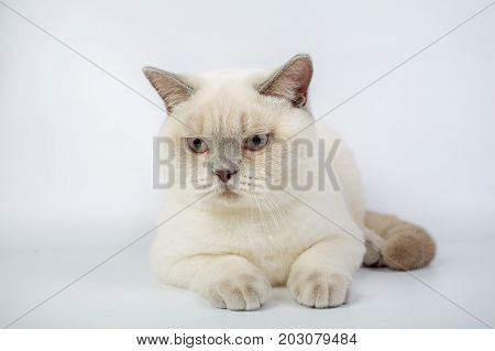 British Beige, Lilac, White,color Point, Cat Isolated On A White Background, Studio Photo