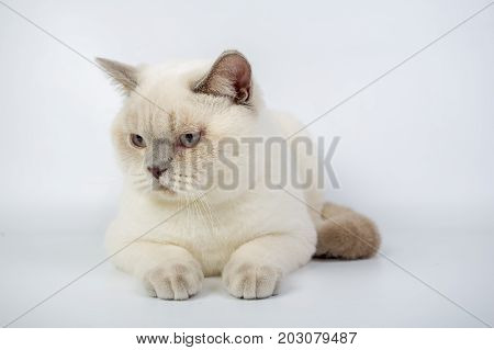 British Beige, Lilac, White,color Point, Cat Isolated On A White Background, Studio Photo