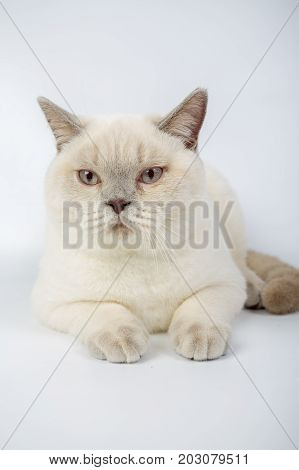 British Beige, Lilac, White,color Point, Cat Isolated On A White Background, Studio Photo