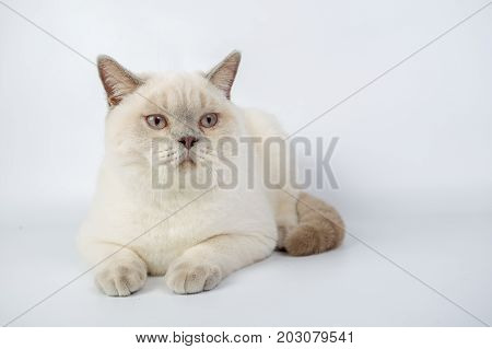 British Beige, Lilac, White,color Point, Cat Isolated On A White Background, Studio Photo