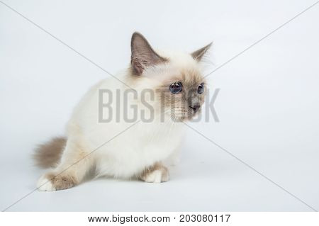 Sacred Birman Cat, Birma Isolated On A White Background, Studio Photo