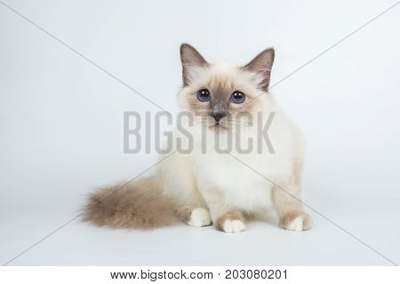 Sacred Birman Cat, Birma Isolated On A White Background, Studio Photo