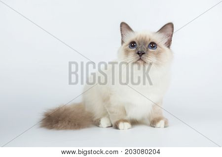 Sacred Birman Cat, Birma Isolated On A White Background, Studio Photo