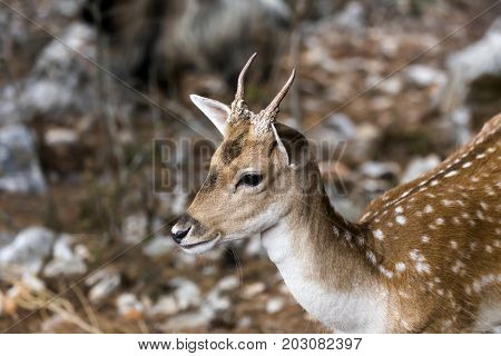 Spotted deer, male (Axis axis) in the natural habitat (Macedonia, northwest Greece)