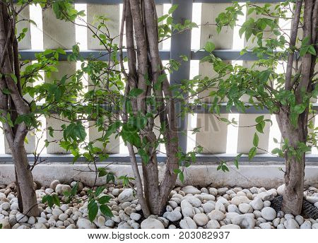 The trunk of Wrightia religiosa tree in the small garden with the white gravel near the metal frenceurban house.