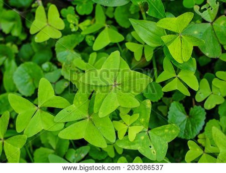 Trifolieae (clover) Plants At The Garden