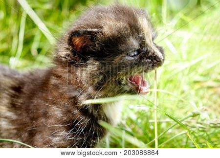 Cute adorable meowing tabby black white kitten outdoors