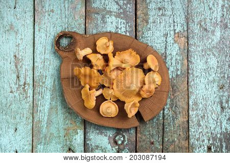 Fresh whole chanterelle mushrooms on wooden plate on old turqoiuse boards copyspace above view