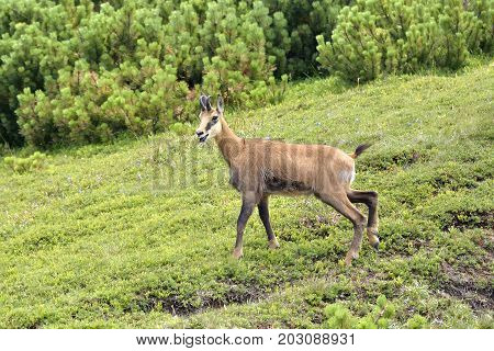 Chamois ( Rupicapra Rupicapra) In Natural Habitat