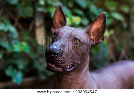 Close up portrait One Mexican hairless dog (xoloitzcuintle Xolo) on a background of green grass and trees