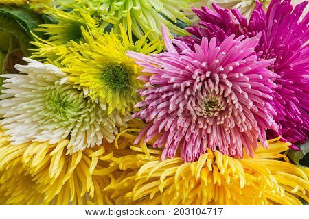 Chrisantemum fresh fall flowers bouquet background close up