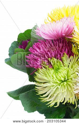 Chrisantemum fresh fall flowers bouquet close up isolated on white background