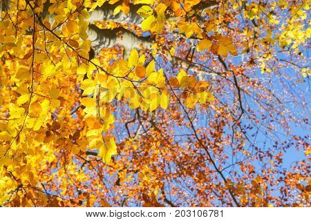 Vibrant yellow Walnut golden fall tree foliage and blue sky background