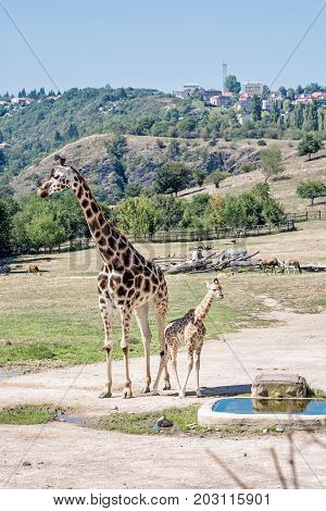 Rothschild's giraffe with cub at Prague zoo. Animals of african safari. Giraffa camelopardalis rothschildi. Beauty in nature.