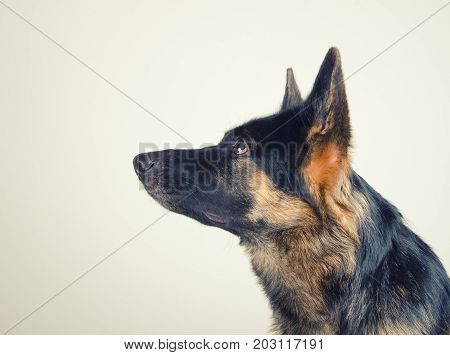 Cute German shepherd looking up and waiting for a treat (on a gray background with copyspace on the left) retro style