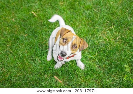 A small dog Jack Russell Terrier in summer park on green grass outdoor