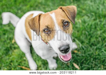 A close-up portrait of a small dog Jack Russell Terrier sitting in summer park on green grass outdoor