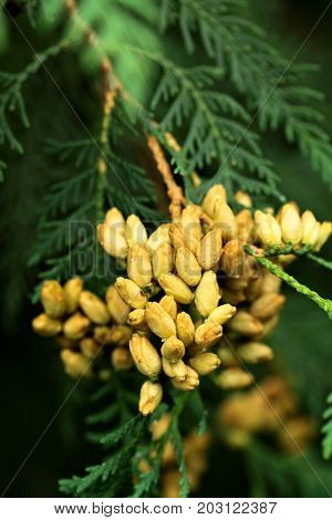 Thuja Occidentalis Is An Evergreen Coniferous Tree, In The Cypress Family Cupressaceae.blossom.close