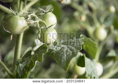 Growing the tomatoes. Unripe tomatoes in the vegetable garden.