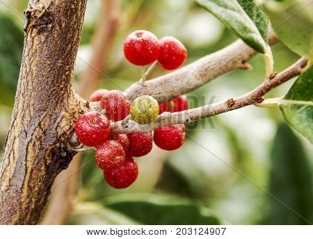 A close up of red berries that the deer on Fire Island like to eat growing on a tree.