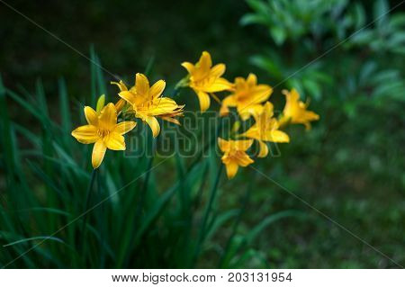 Yellow daylilies. Hemerocallis lilioasphodelus. Natural blurred dark green background.