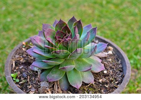 House Keeper Plant growing in flower pot