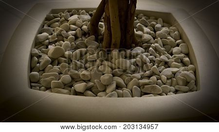Flowerpot with small white rocks and tree