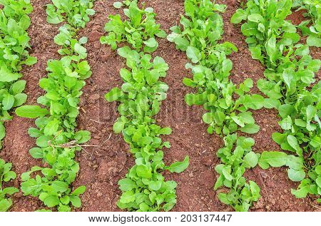 Green Arugula Planted In Rows