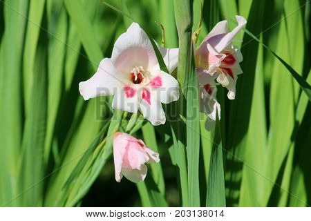Blooming Gladiolus Nanus in the garden. White flower