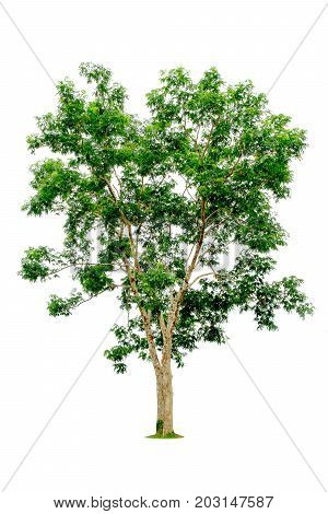Trees isolated on white background tropical trees isolated used for design advertising and architecture with clipping path.