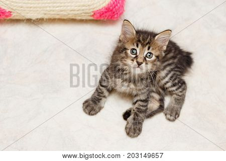 Cute fluffy tabby kitten lying on a soft rug. Pets. Hypoallergenic breed of cats